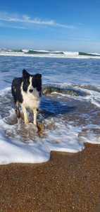Photo de galerie - Garde chien