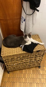 Photo de galerie - Garde chat