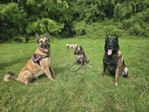 Photo de galerie - Garde chien