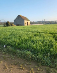 Photo de galerie - Tonte de pelouse 