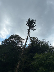 Photo de galerie - Abattage d’un sapin 