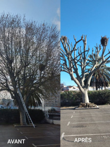 Photo de galerie - Elagage et coupe d'arbres