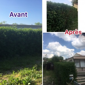 Photo de galerie - Taille de haies et d'arbustes