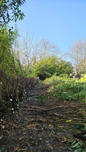 Photo de galerie - Rabattage haies 