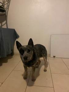 Photo de galerie - Garde chien