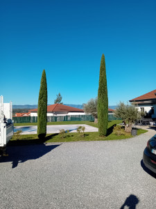 Photo de galerie - Taille de cyprès de Provence 