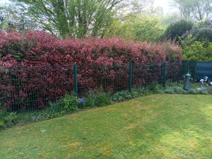 Photo de galerie - Avant taille 