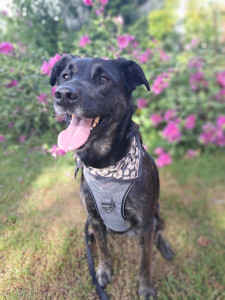 Photo de galerie - Garde chien