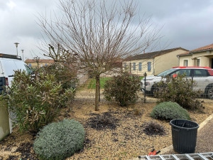 Photo de galerie - Avant la taille 