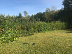 Photo de galerie - Elagage et coupe d'arbres