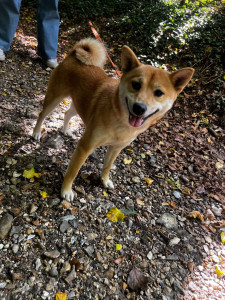Photo de galerie - Garde chien