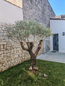 Photo de galerie - Taille d'un olivier 