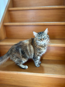 Photo de galerie - Je garde les animaux et les promènes 