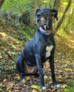 Photo de galerie - Garde chien
