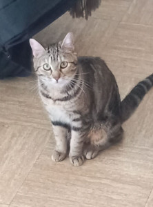 Photo de galerie - Aide aux animaux 