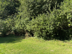 Photo de galerie - Elagage et coupe d'arbres