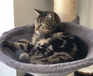 Photo de galerie - Repos du chat