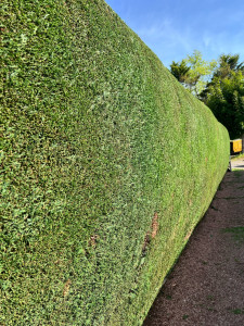 Photo de galerie - Taille haie