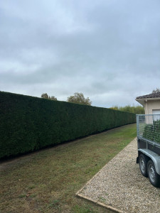 Photo de galerie - Taille de haie régulière, Cupressus Leylandii