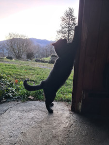 Photo de galerie - Saphir