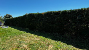 Photo de galerie - Taille de haie après 