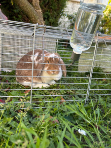 Photo de galerie - Pour tout les animaux qui peuvent être en enclos sa se passe chez moi