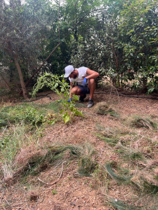 Photo de galerie - Grattage et ramassage des herbes mortes