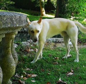 Photo de galerie - Jango notre adorable chien :) 