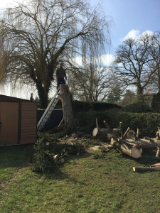 Photo de galerie - Ce sapin faisait dans les 15 mètre de hauteur menacé de tomber sur le petit cabanon juste à côté, j’ai dû l’abattre complètement jusqu’aux pieds