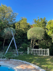 Photo de galerie - Taille d’un oliviers en boule
