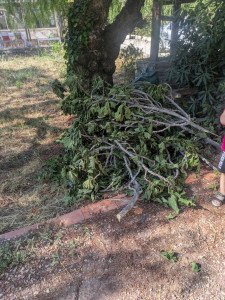 Photo de galerie - Taille de haies et d'arbustes