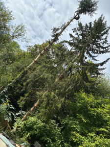 Photo de galerie - Débitage d’un sapin 