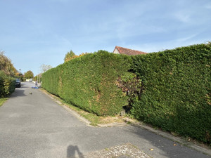 Photo de galerie - Taille de haies