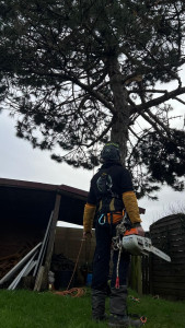 Photo de galerie - Démontage de branches cassées et réausement de couronne 