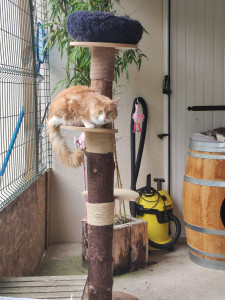 Photo de galerie - Arbre à chat artisanal en bois et corde naturel....