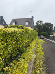 Photo de galerie - Taille de haies et d'arbustes