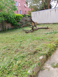 Photo de galerie - Après le débroussaillage !!