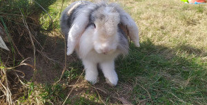 Photo de galerie - Lapin dans notre jardin