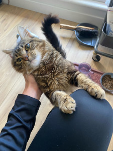 Photo de galerie - Visite de Punky pendant quelques jours pour la nourrir, changer sa litière et jouer avec elle.