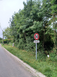 Photo de galerie - Elagage et coupe d'arbres
