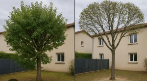 Photo de galerie - Elagage et coupe d'arbres