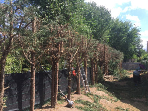 Photo de galerie - Rabbatge de haie 