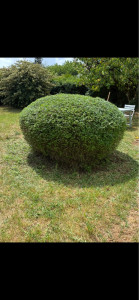 Photo de galerie - Tailler en forme de boule 