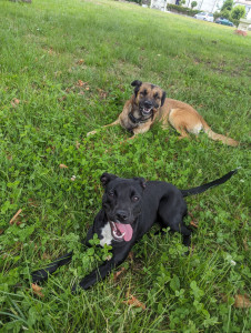 Photo de galerie - Pikachu et Kitsune 