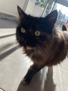 Photo de galerie - Garde chat 