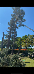 Photo de galerie - Abattage, six sapins 25 m de haut