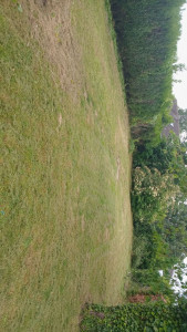 Photo de galerie - Debroussaillage et tonte 
