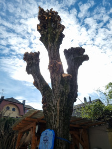 Photo de galerie - Élagage arbre 