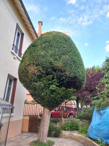 Photo de galerie - Taille d'un gros If d'environ 7 mètres 