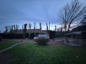 Photo de galerie - élagage peuplier 